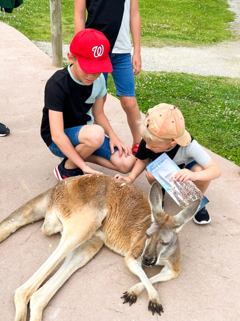 Petting Zoo outside the Ark Encounter, Cincinnati Family Fun